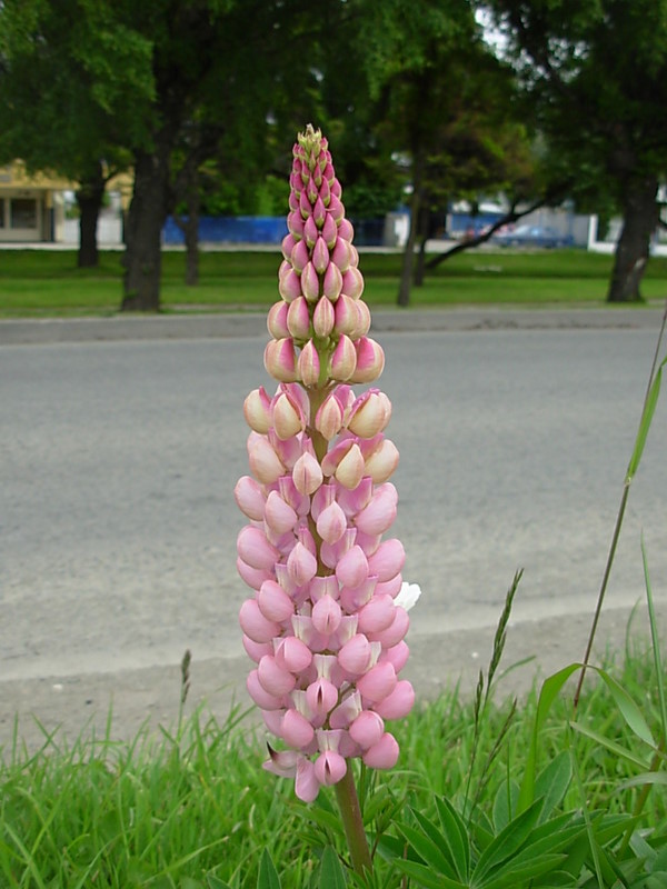 Foto de Punta Arenas, Chile