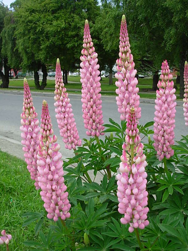 Foto de Punta Arenas, Chile