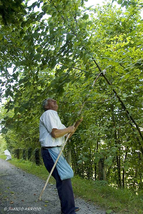 Foto de Piloña (Asturias), España