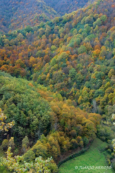 Foto de Cangas del Narcea (Asturias), España