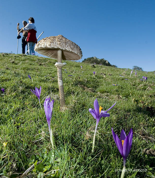 Foto de Piloña (Asturias), España