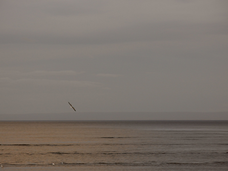 Foto de Punta Arenas, Chile