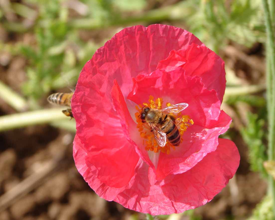 Foto de Alfaro Ruiz - Alajuela, Costa Rica