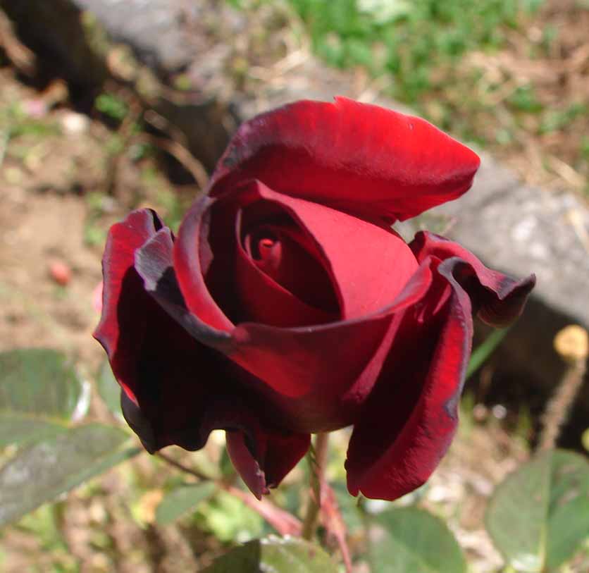 Foto de Alfaro Ruiz - Alajuela, Costa Rica