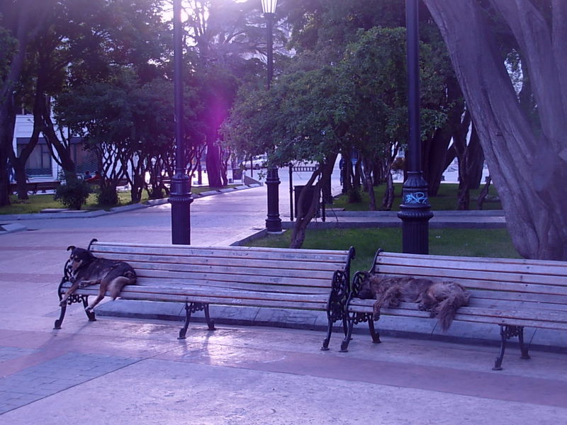 Foto de Punta Arenas, Chile