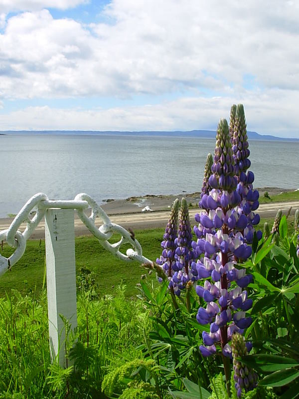 Foto de Punta Arenas, Chile