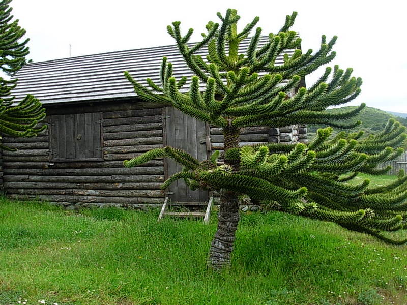 Foto de Punta Arenas, Chile