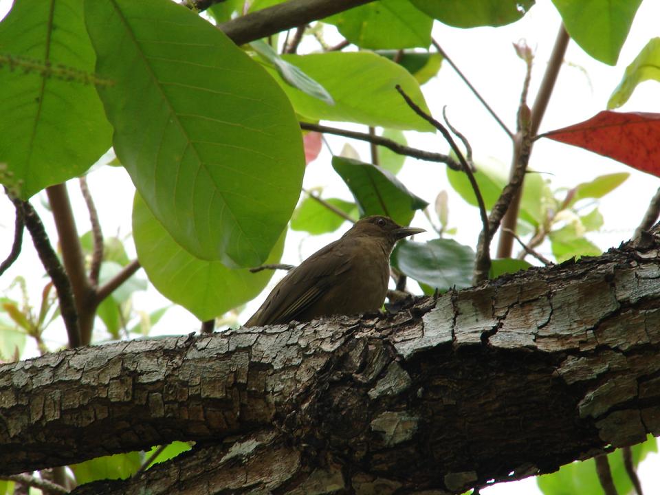 Foto de Esparza, Costa Rica