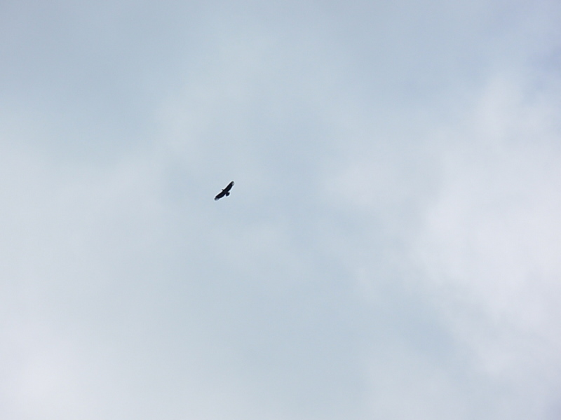 Foto de Puerto Natales, Chile