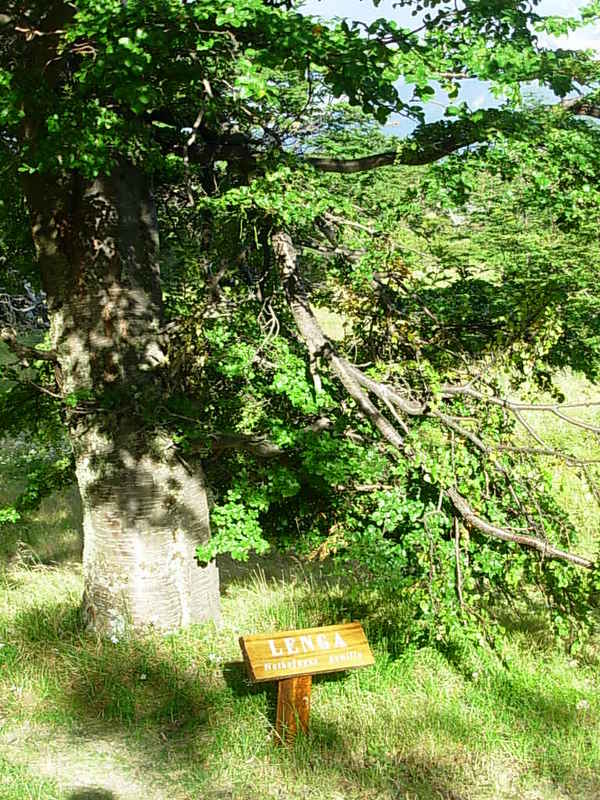 Foto de Puerto Natales, Chile
