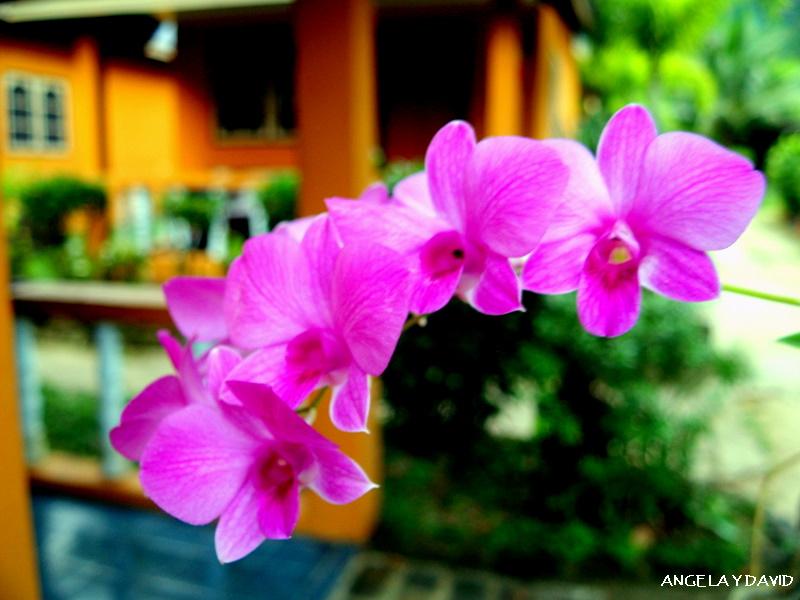 Foto de Phra Nang (Bahia de Railay), Tailandia