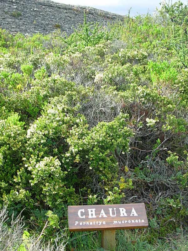 Foto de Puerto Natales, Chile