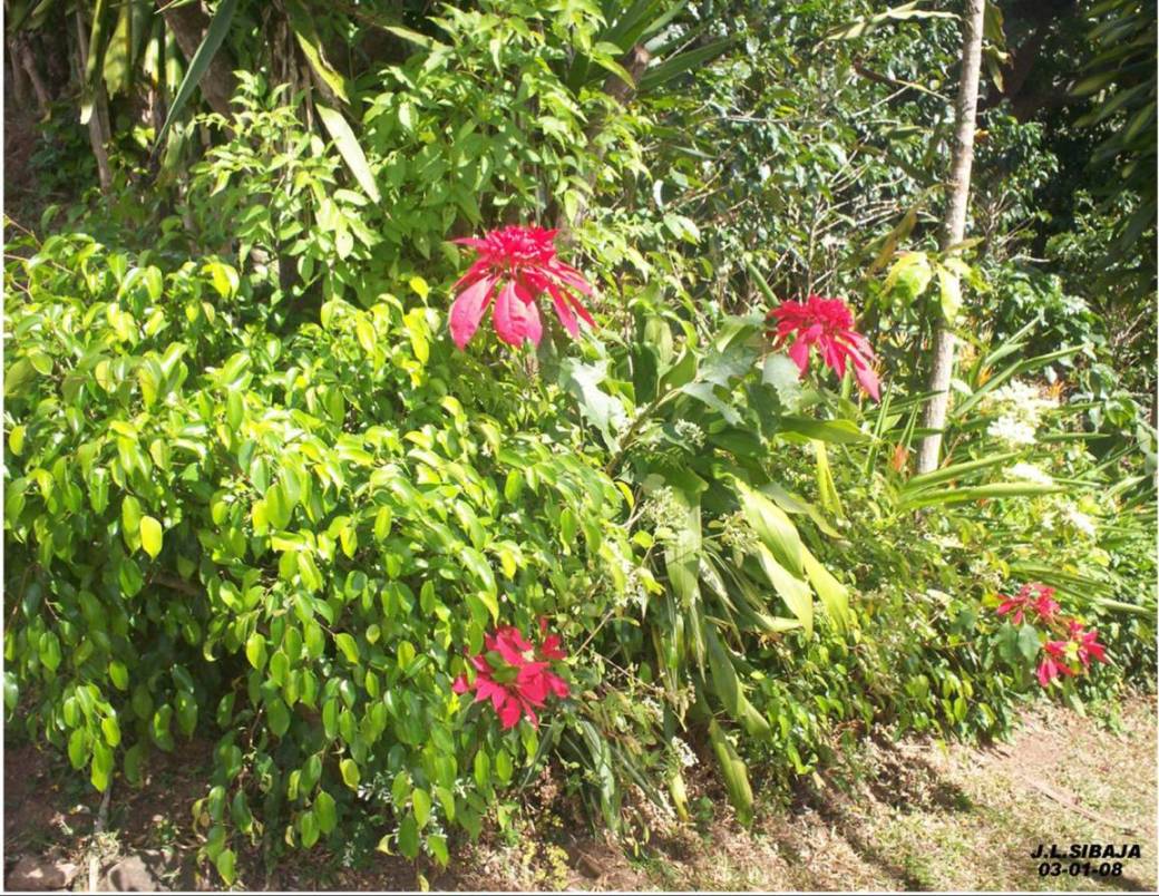 Foto de San Ignacio de Acosta, Costa Rica