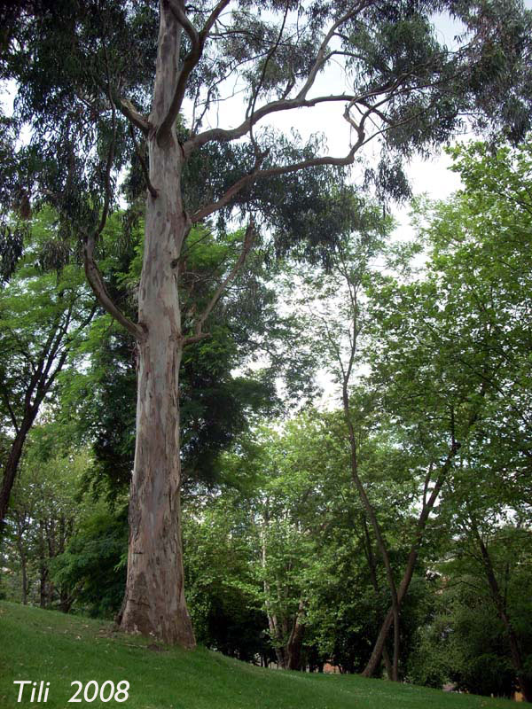 Foto de Oviedo (Asturias), España