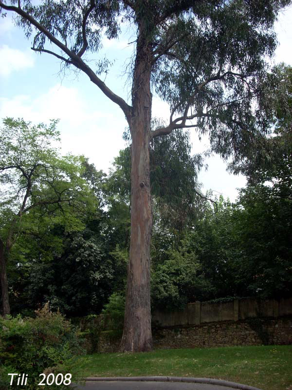 Foto de Oviedo (Asturias), España