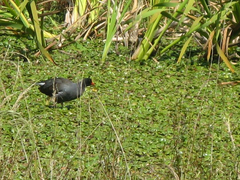 Foto de Sopo, Colombia