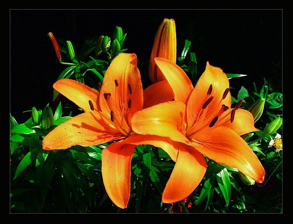 Foto de Barcelona (Cataluña), España