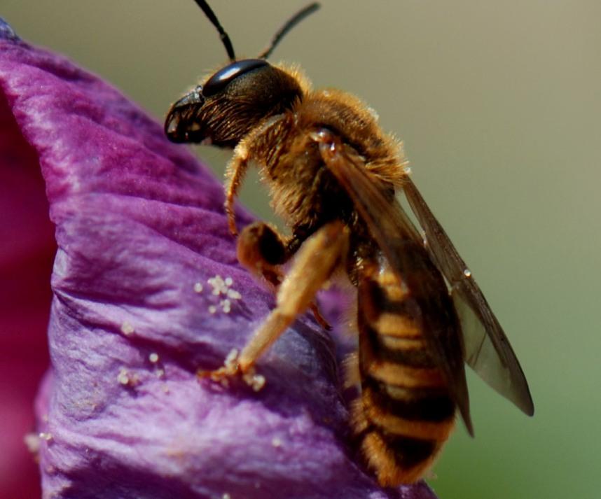 Foto de Barcelona (Cataluña), España