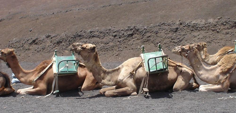 Foto de Lanzarote (Las Palmas), España