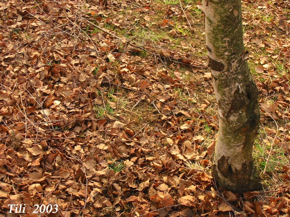 Foto de Oviedo (Asturias), España