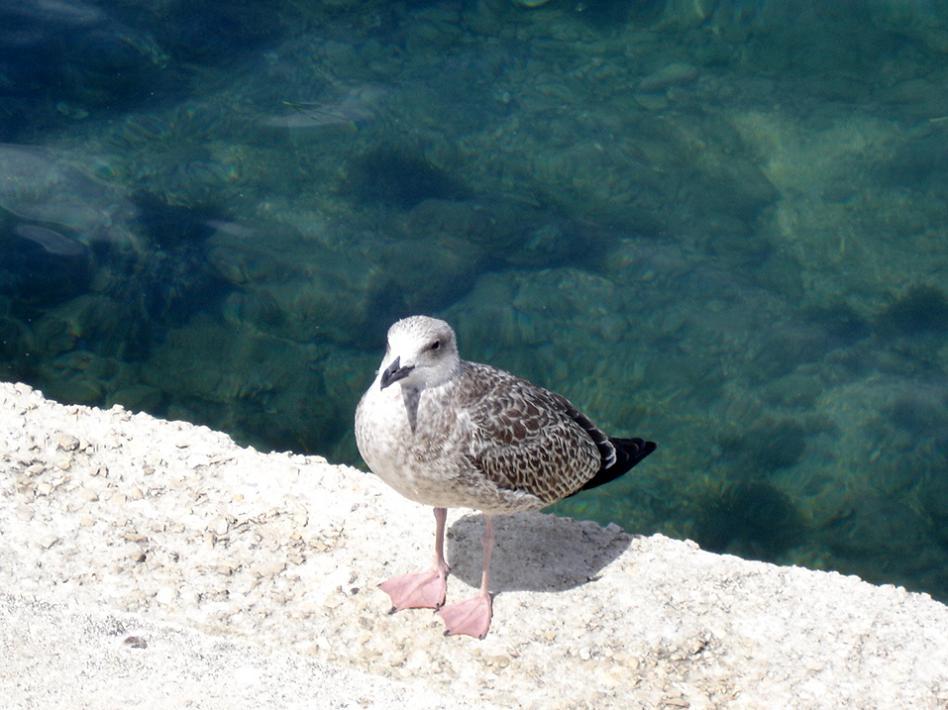 Foto de Vrsar, Croacia