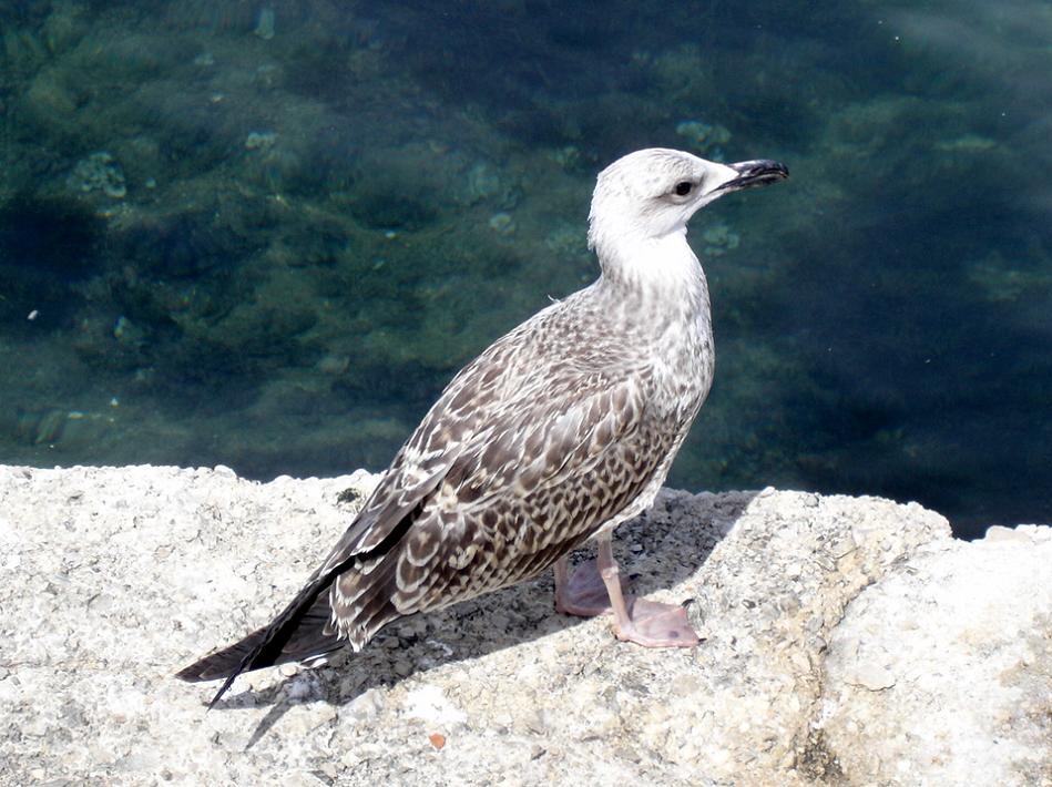 Foto de Vrsar, Croacia