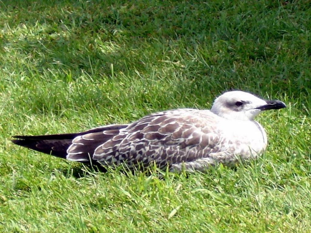 Foto de Vrsar, Croacia