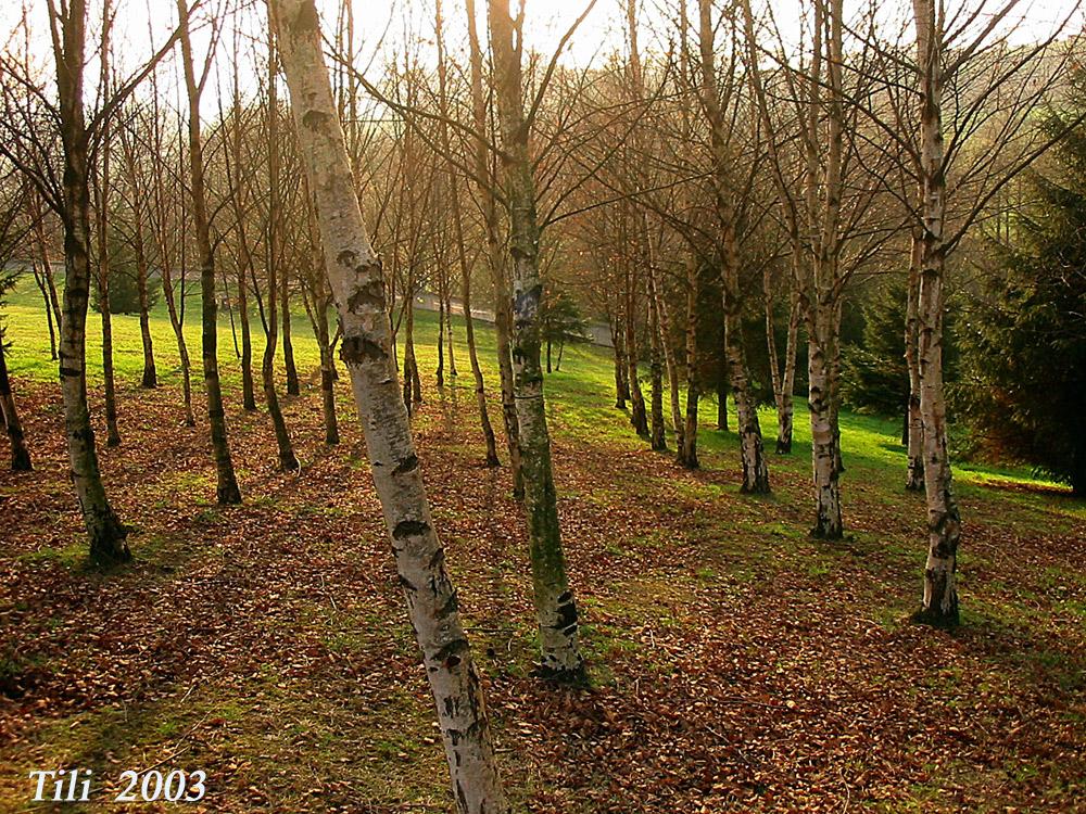 Foto de Oviedo (Asturias), España