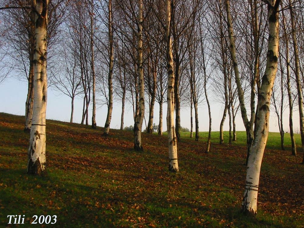Foto de Oviedo (Asturias), España
