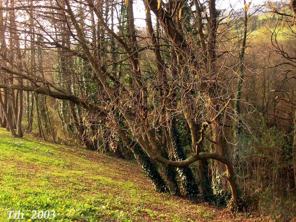 Foto de Oviedo (Asturias), España