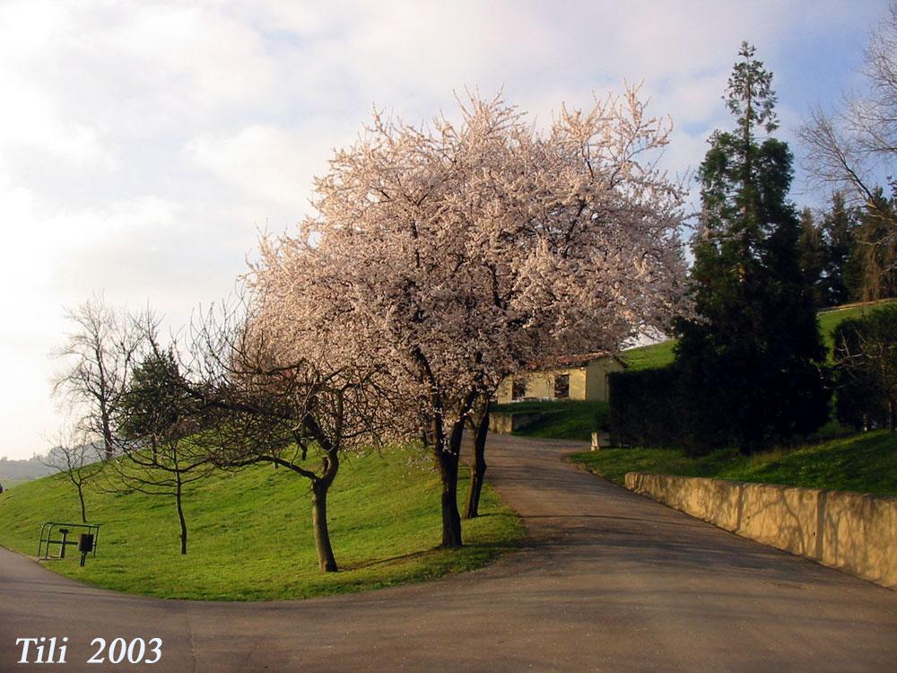 Foto de Oviedo (Asturias), España