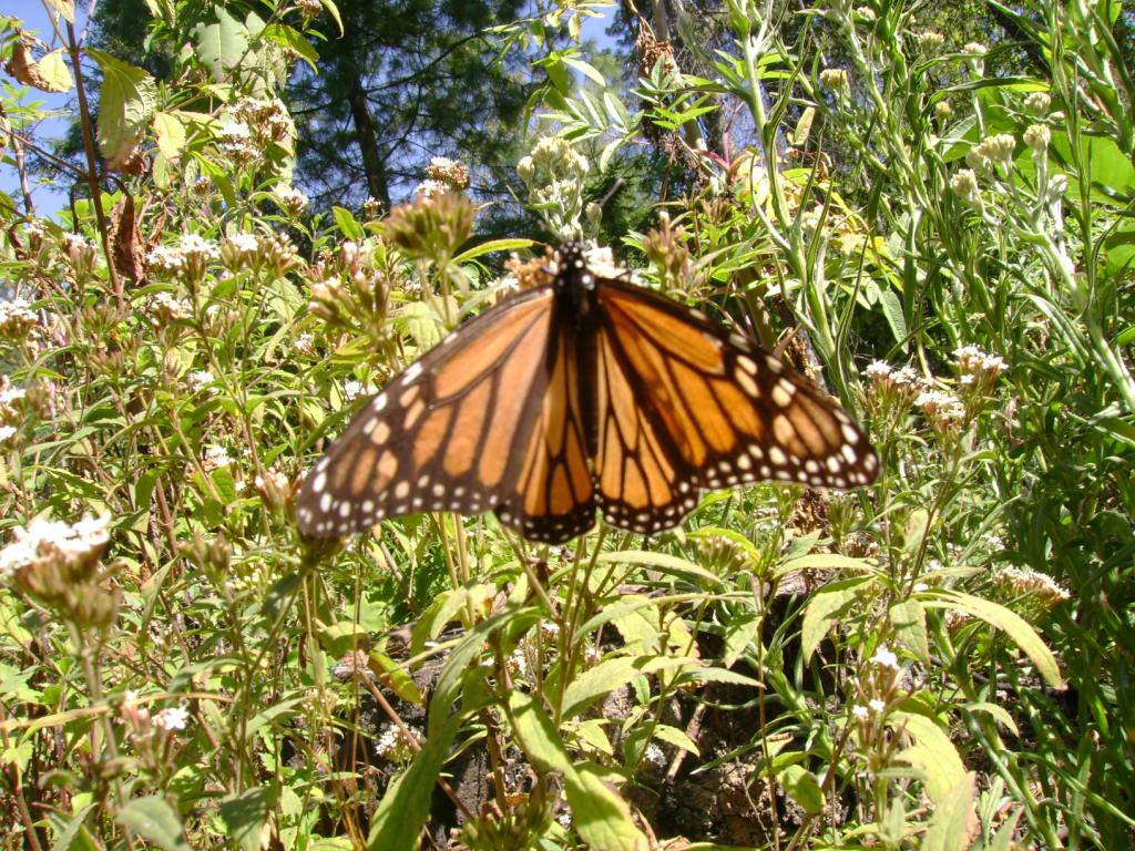 Foto de Valle de Bravo, México