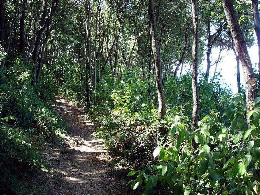 Foto de Vrsar, Croacia