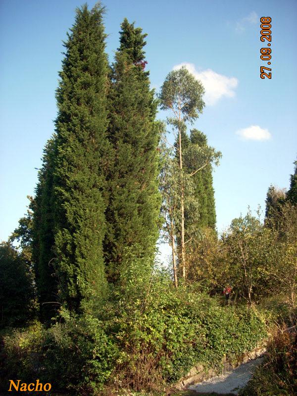 Foto de Figarines (Asturias), España