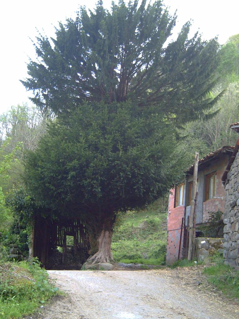 Foto de Viboli (Asturias), España
