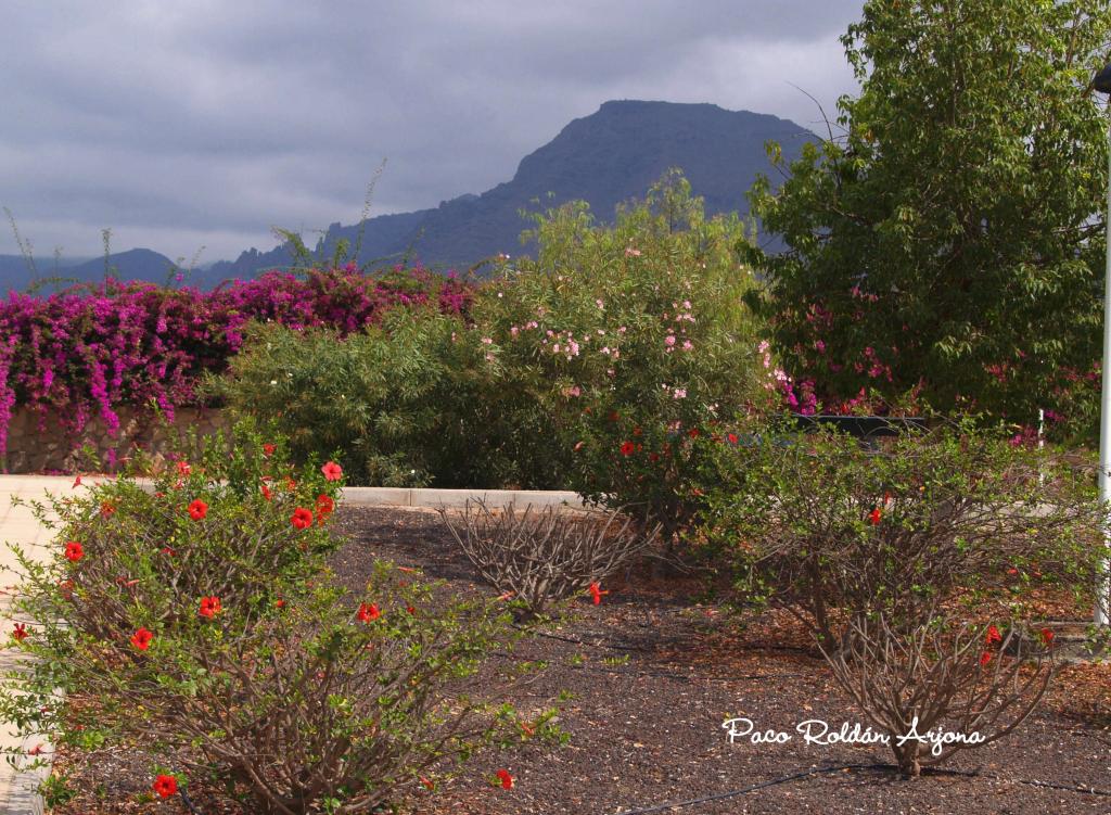Foto de Los cristianos (Arona) (Santa Cruz de Tenerife), España