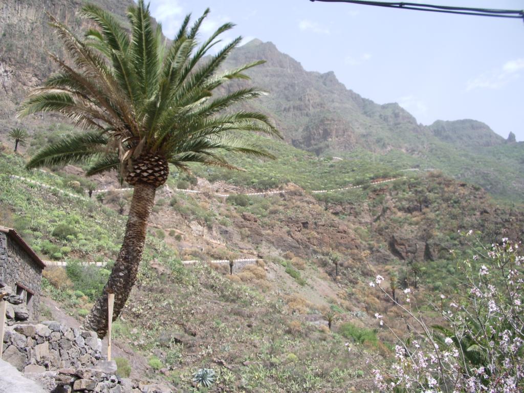 Foto de Masca (Santa Cruz de Tenerife), España