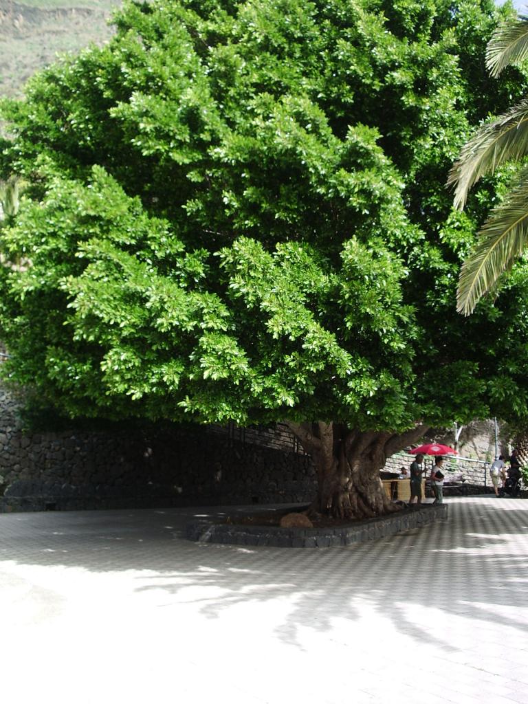 Foto de Masca (Santa Cruz de Tenerife), España
