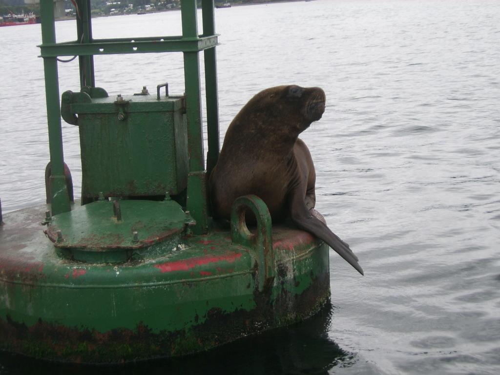 Foto de Castro, Chile
