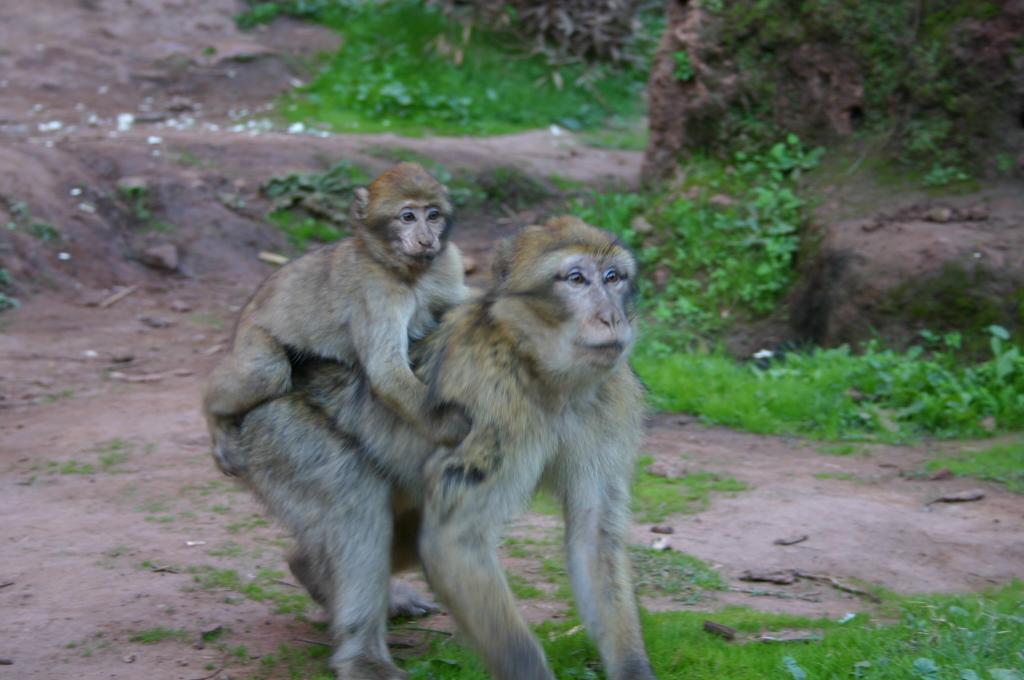Foto de Ouzoud, Marruecos