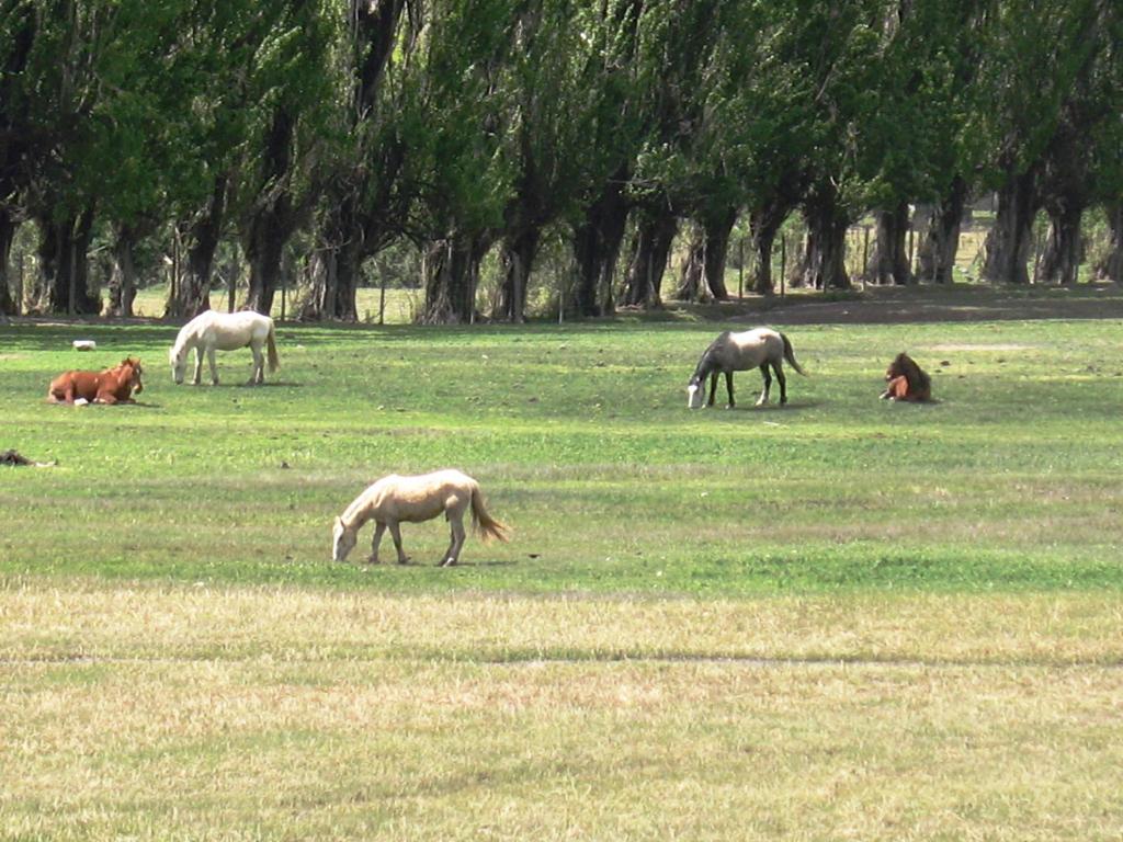 Foto de Cajon de Maipo, Chile