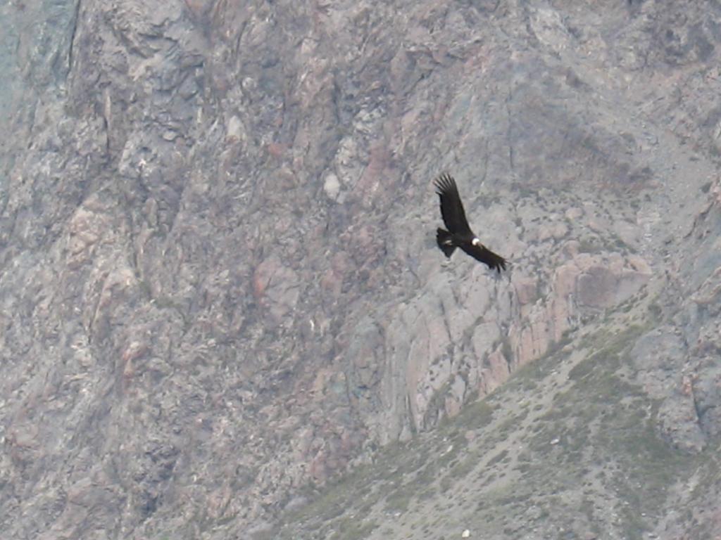 Foto de Cajon de Maipo, Chile
