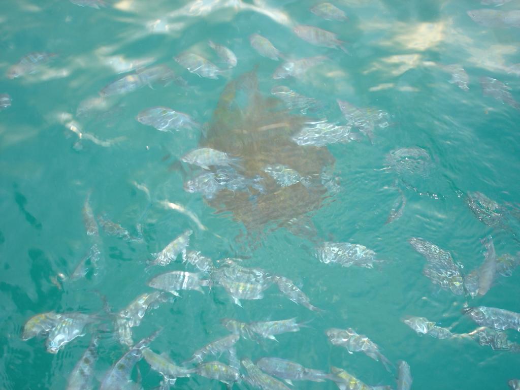 Foto de Fernando de Noronha, Brasil