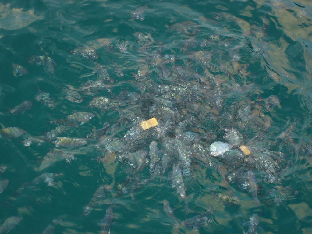 Foto de Fernando de Noronha, Brasil