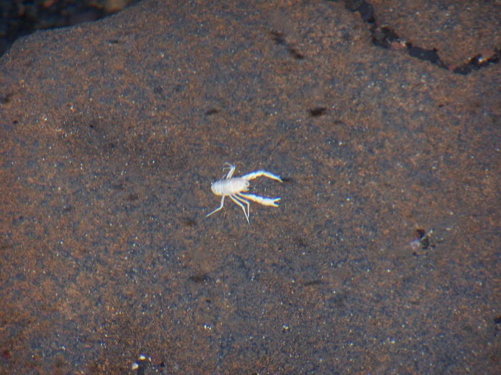 Foto de Lanzarote (Las Palmas), España