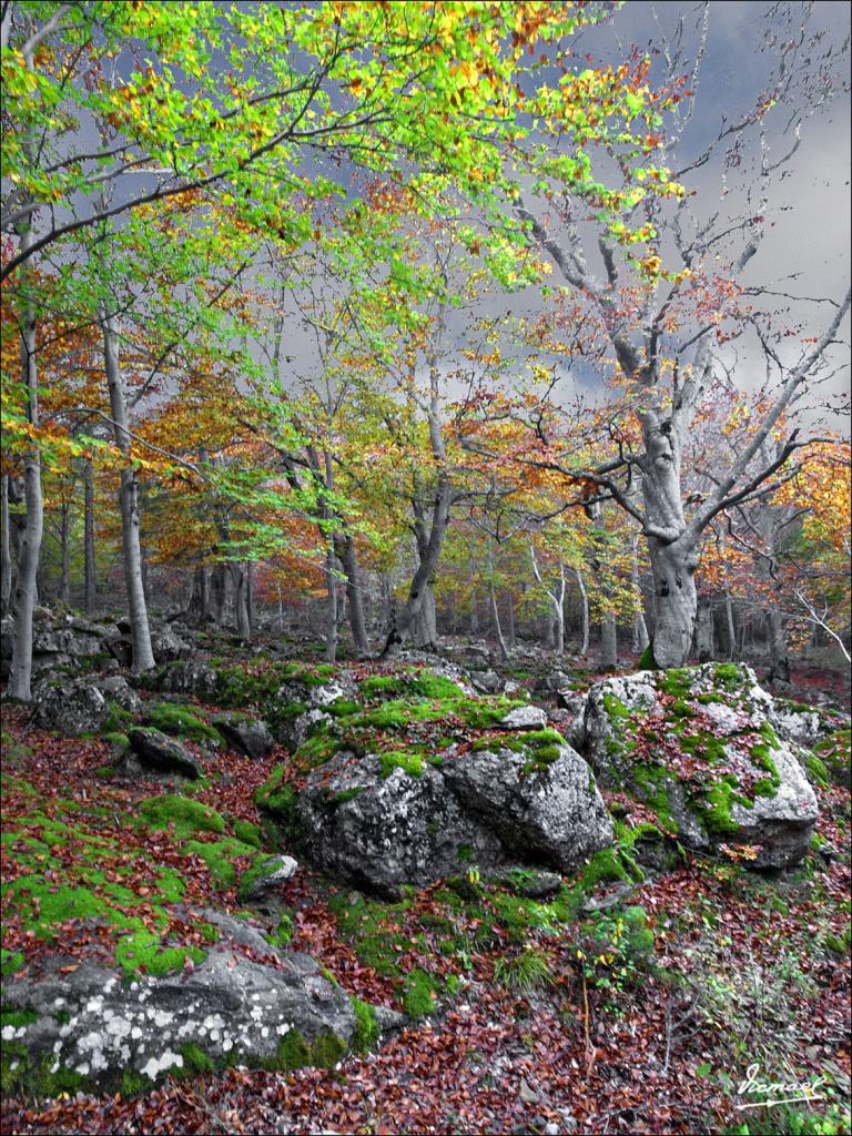 Foto de San Martin de Moncayo (Zaragoza), España