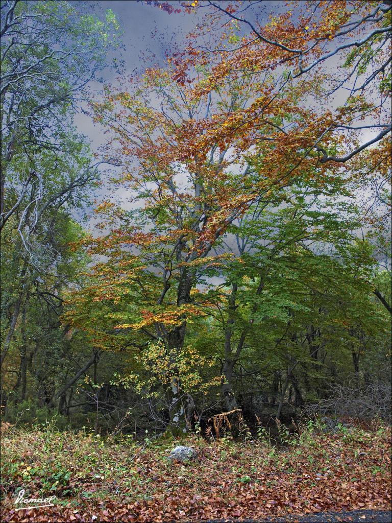 Foto de San Martin de Moncayo (Zaragoza), España