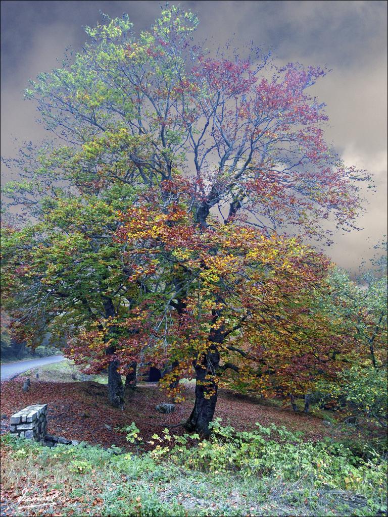 Foto de San Martin de Moncayo (Zaragoza), España