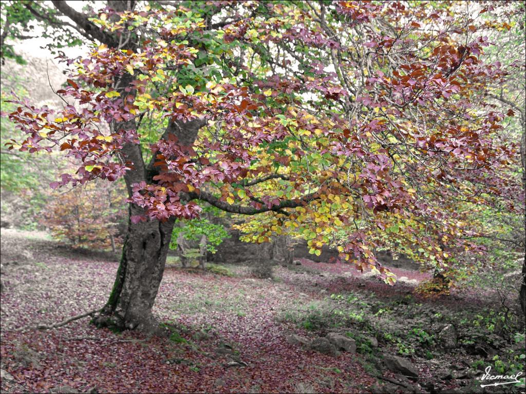Foto de San Martin de Moncayo (Zaragoza), España