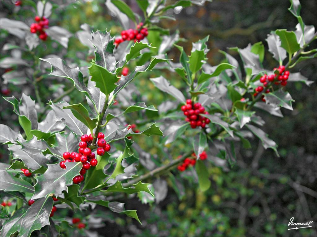 Foto de San Martin de Moncayo (Zaragoza), España